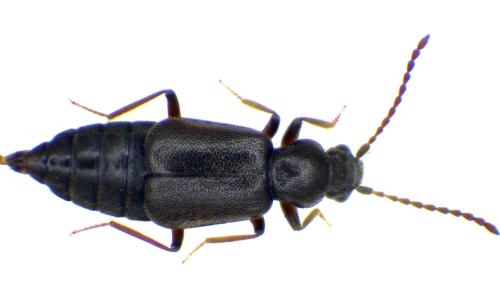 Réf. 337 361 : Lesteva longoelytrata